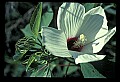 01001-00276-White Flowers-White Hibiscus.jpg