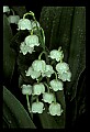 01001-00279-White Flowers-Lily of the Valley.jpg