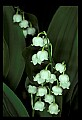01001-00280-White Flowers-Lily of the Valley.jpg