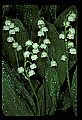 01001-00281-White Flowers-Lily of the Valley.jpg