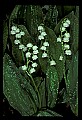 01001-00286-White Flowers-Lily of the Valley.jpg