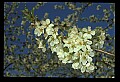 01001-00287-White Flowers.jpg