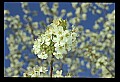 01001-00288-White Flowers-Cherry Blossoms.jpg