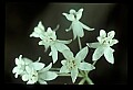 01001-00289-White Flowers-Poke Milweed.jpg
