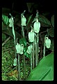 01001-00291-White Flowers.jpg