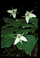 01001-00292-White Flowers-White Trillium.jpg