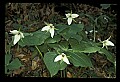 01001-00293-White Flowers-White Trillium.jpg