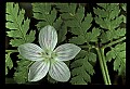 01001-00295-White Flowers-Spring Beauty.jpg