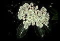 01001-00297-White Flowers-Mountain Laurel.jpg