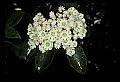 01001-00298-White Flowers-Mountain Laurel.jpg