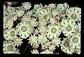 01001-00299-White Flowers-Mountain Laurel.jpg