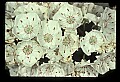 01001-00301-White Flowers-Mountain Laurel.jpg