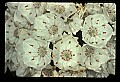 01001-00302-White Flowers-Mountain Laurel.jpg