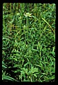 01001-00307-White Flowers-Thimbleweed.jpg
