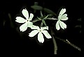 01001-00320-White Flowers-White Moss Phlox.jpg