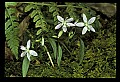 01001-00330-White Flowers-Spring Beauty.jpg