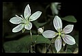 01001-00335-White Flowers-Spring Beauty.jpg