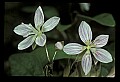 01001-00336-White Flowers-Spring Beauty.jpg