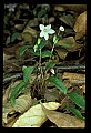 01001-00340-White Flowers-Spring Beauty.jpg