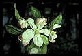 01001-00353-White Flowers-Apple Blossoms.jpg