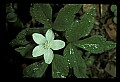 01001-00355-White Flowers-Wood Anemone.jpg