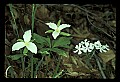 01001-00356-White Flowers-White Trillium and Phlox.jpg
