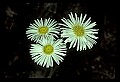 01001-00360-White Flowers-Daisy Fleabane.jpg