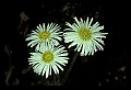01001-00361-White Flowers-Daisy Fleabane.jpg