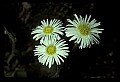 01001-00362-White Flowers-Daisy Fleabane.jpg