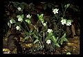 01001-00363-White Flowers-Sharp-lobed Hepatica.jpg