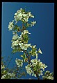 01001-00371-White Flowers-Cherry Blossoms.jpg
