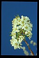 01001-00372-White Flowers-Cherry Blossoms.jpg