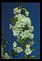 01001-00376-White Flowers-Cherry Blossoms.jpg