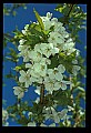 01001-00377-White Flowers-Cherry Blossoms.jpg