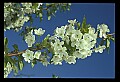 01001-00378-White Flowers-Cherry Blossoms.jpg