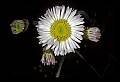 01001-00388-White Flowers-Daisy Fleabane.jpg