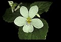 01001-00392-White Flowers-Canada Violet.jpg