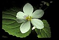 01001-00393-White Flowers-Canada Violet.jpg