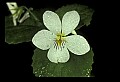 01001-00395-White Flowers-Canada Violet.jpg