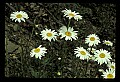 01001-00401-White Flowers-Indian Pipe.jpg