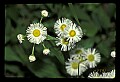 01001-00402-White Flowers-Daisy Fleabane.jpg