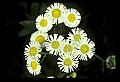 01001-00403-White Flowers-Daisy Fleabane.jpg