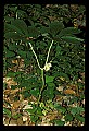 01001-00405-White Flowers-Mayapple.jpg