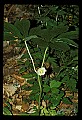 01001-00406-White Flowers-Mayapple.jpg