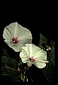 01001-00409-White Flowers-Potato Vine.jpg