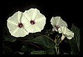 01001-00410-White Flowers-Potato Vine.jpg