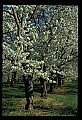 01001-00413-White Flowers-Apple Blossoms.jpg