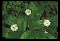 01001-00414-White Flowers-Wild Sarsaparilla.jpg