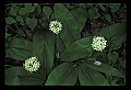 01001-00415-White Flowers-Wild Sarsaparilla.jpg