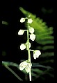 01001-00416-White Flowers-Shinleaf.jpg